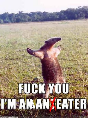 anteater2.jpg